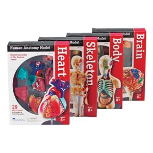 Anatomy Models Set